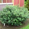 Spirea Birchleaf Tor #3 - Image 3